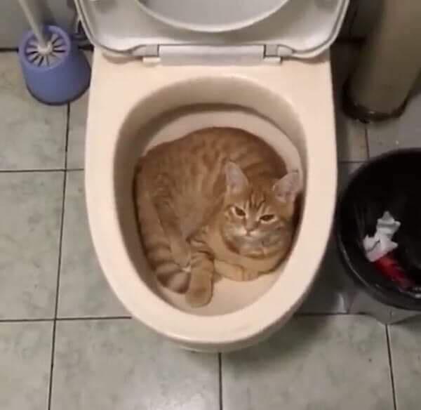 cat in toilet